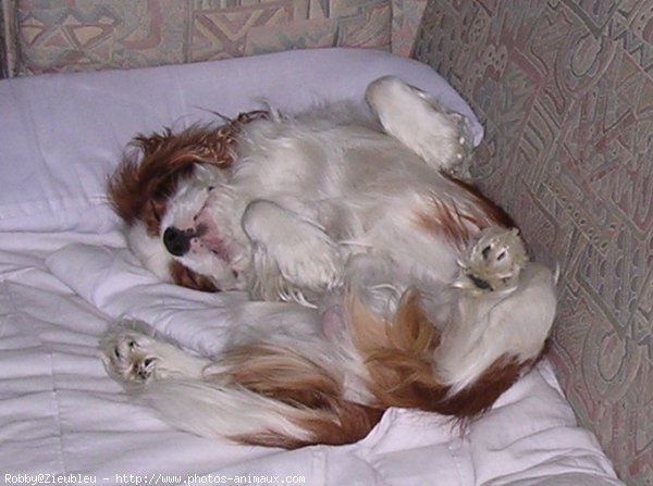 Photo de Cavalier king charles spaniel