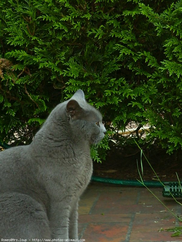 Photo de Chartreux