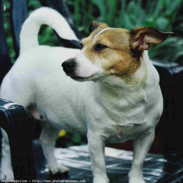 Photo de Jack russell terrier