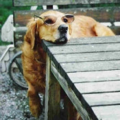 Photo de Golden retriever