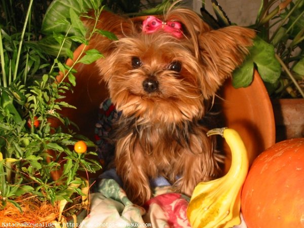 Photo de Yorkshire terrier