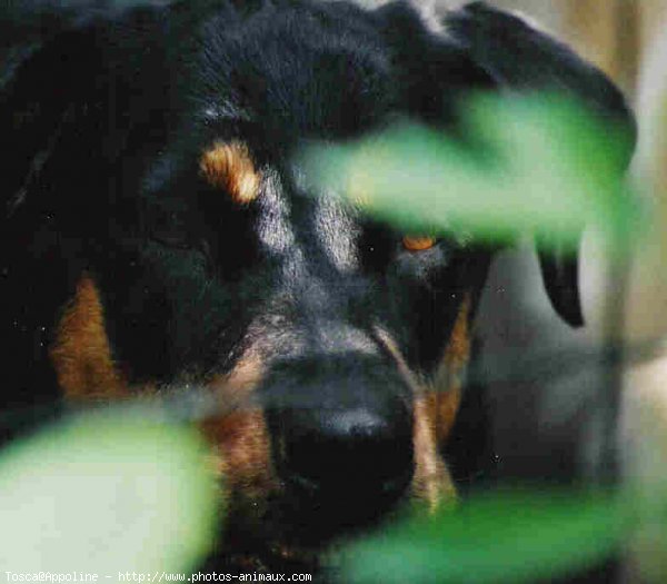 Photo de Rottweiler