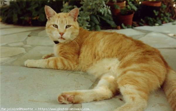 Photo de Chat domestique