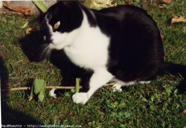 Photo de Chat domestique