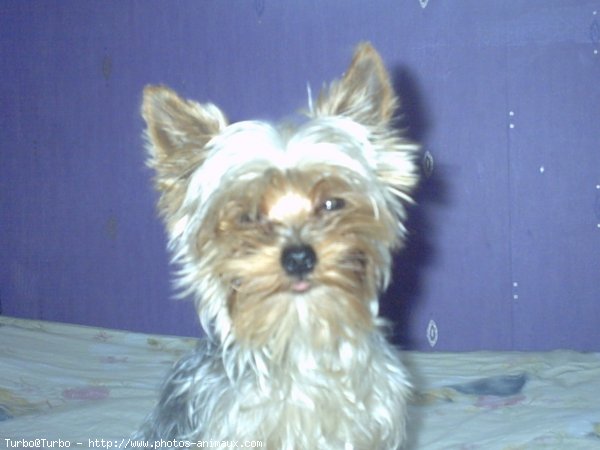 Photo de Yorkshire terrier