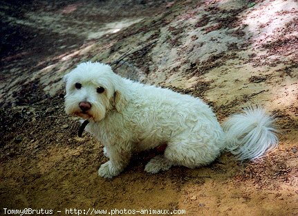 Photo de Bichon maltais