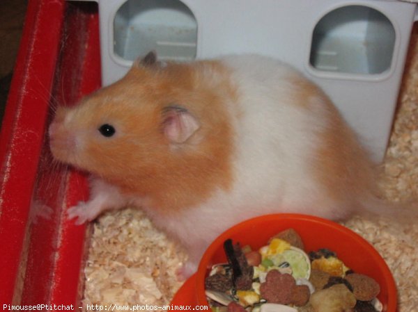 Photo de Hamster