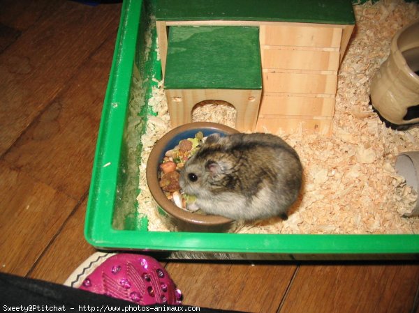 Photo de Hamster