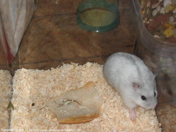 Photo de Hamster