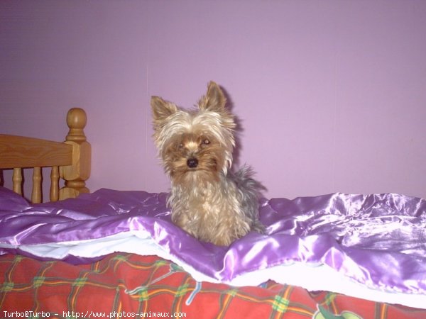 Photo de Yorkshire terrier