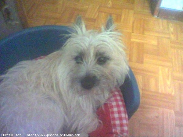 Photo de Cairn terrier