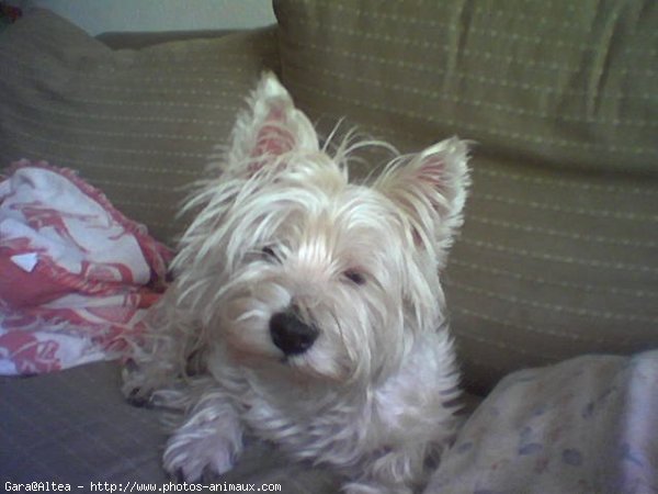 Photo de West highland white terrier