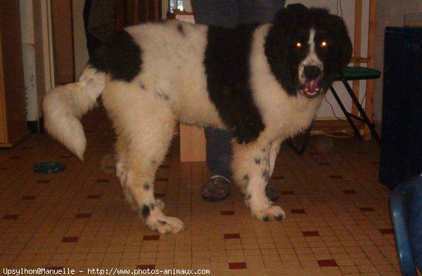 Photo de Landseer (type continental europen)