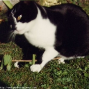 Photo de Chat domestique