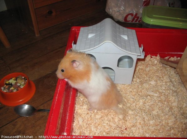 Photo de Hamster