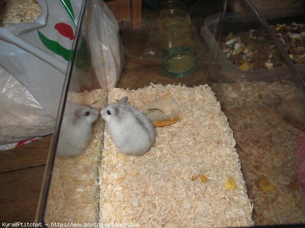 Photo de Hamster