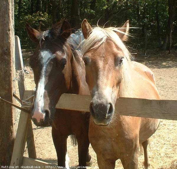 Photo de Races diffrentes