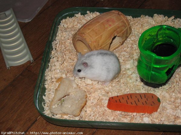 Photo de Hamster