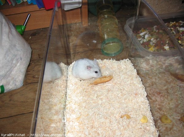 Photo de Hamster