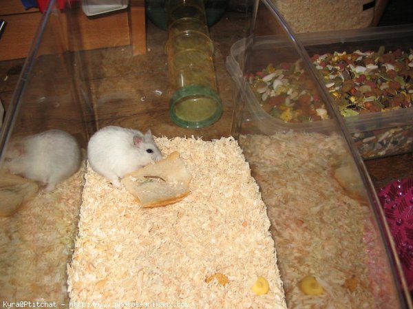 Photo de Hamster