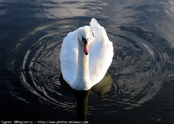 Photo de Cygne