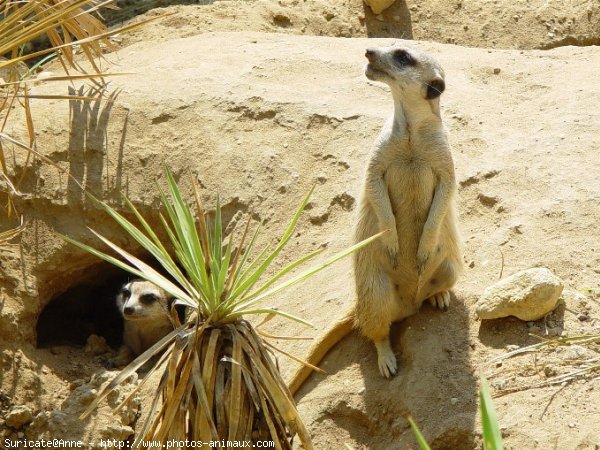 Photo de Suricate