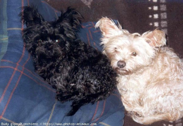 Photo de West highland white terrier