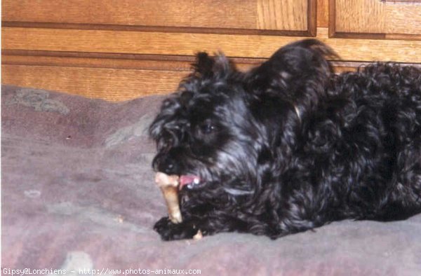 Photo de West highland white terrier