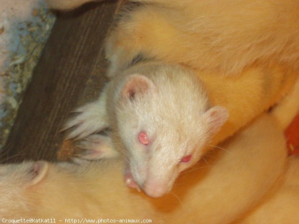 Photo de Furet