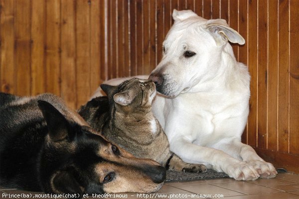 Photo de Races diffrentes