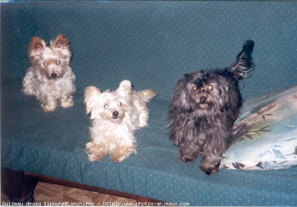 Photo de West highland white terrier