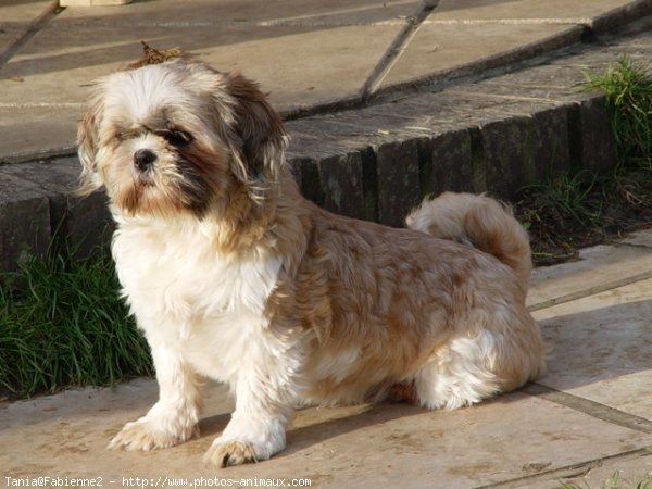 Photo de Shih tzu