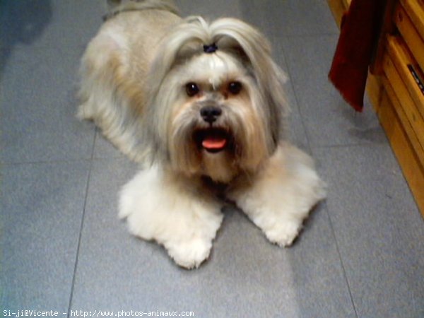 Photo de Lhassa apso