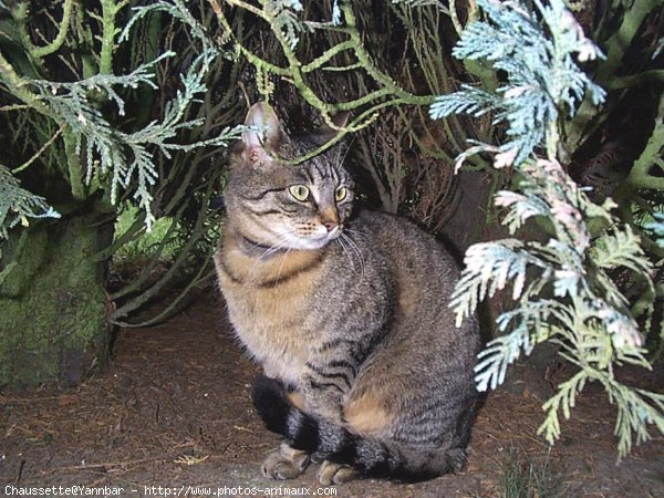 Photo de Chat domestique