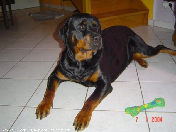 Photo de Rottweiler