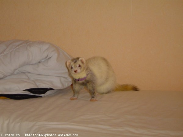 Photo de Furet