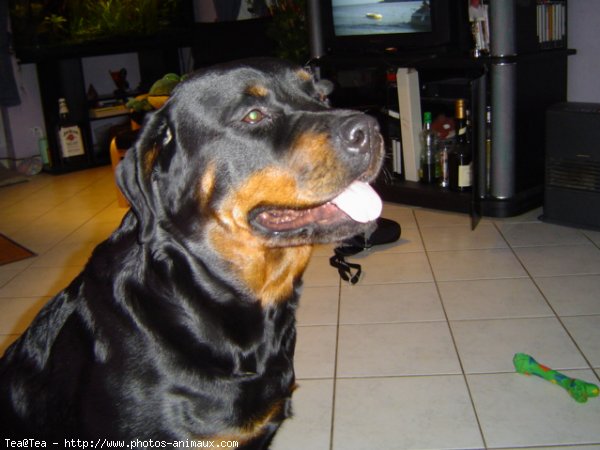 Photo de Rottweiler