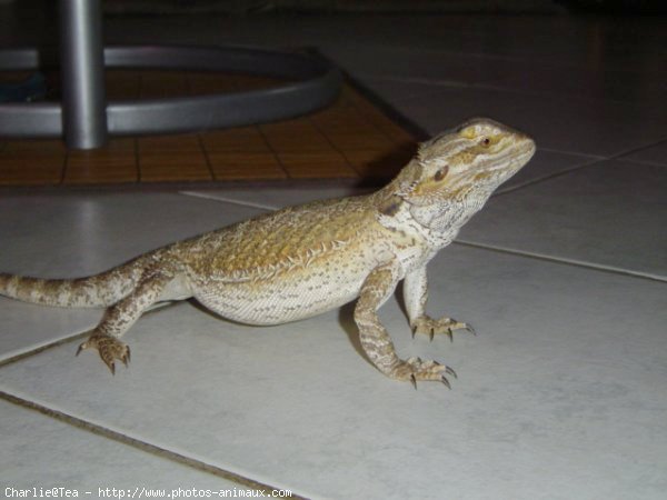 Photo de Lezard