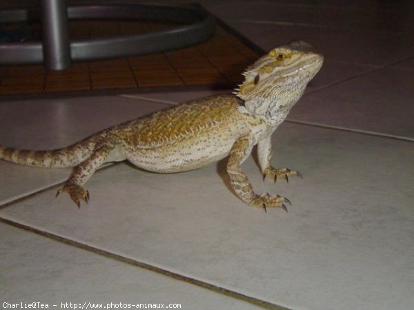 Photo de Lezard