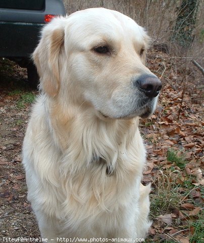 Photo de Golden retriever