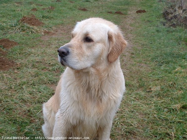 Photo de Golden retriever