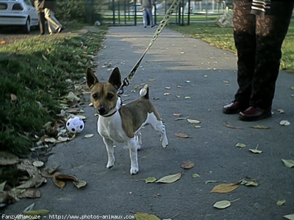 Photo de Jack russell terrier