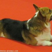 Photo de Welsh corgi pembroke