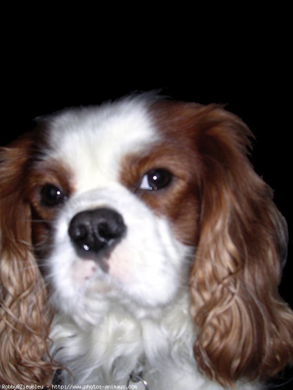 Photo de Cavalier king charles spaniel