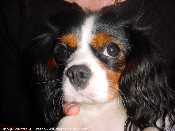 Photo de Cavalier king charles spaniel