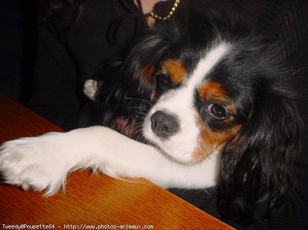 Photo de Cavalier king charles spaniel