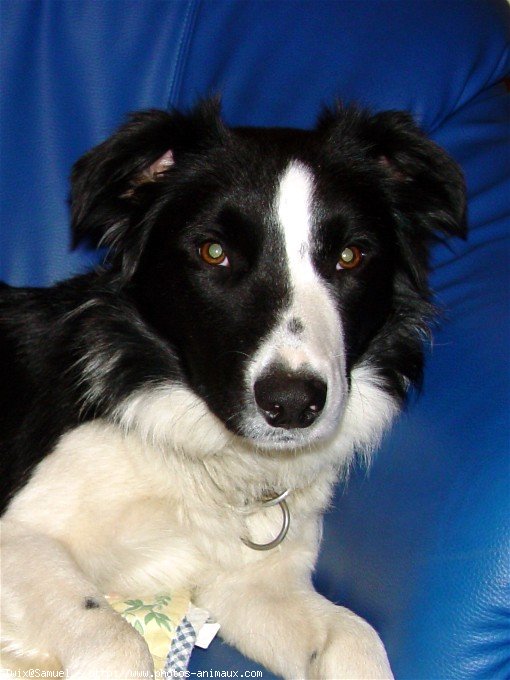 Photo de Border collie