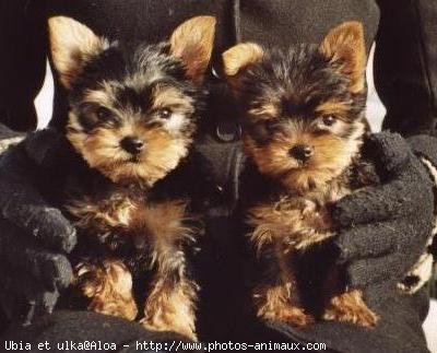 Photo de Yorkshire terrier