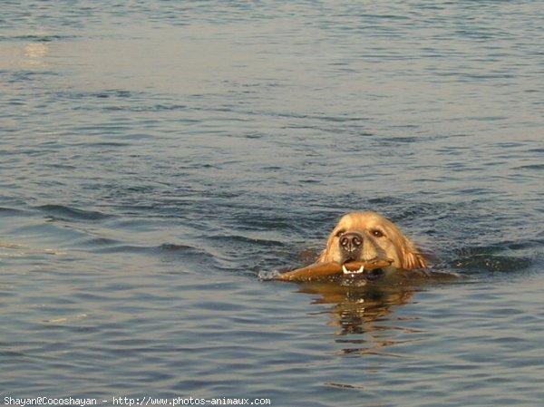 Photo de Golden retriever