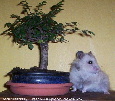 Photo de Hamster